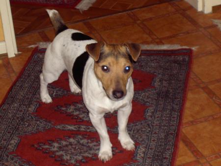 un chien LEQUEL ??