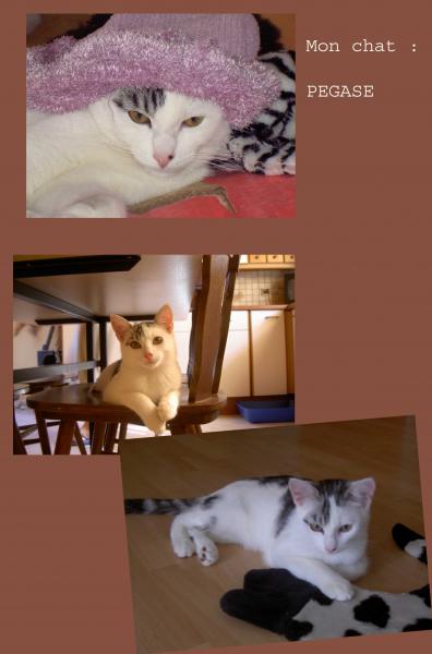 MON CHAT .... PEGASE
