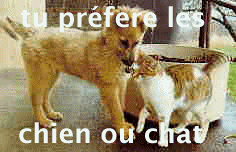 chien ... chat .... lesquelle preferez vous ??