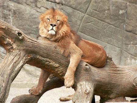 mon lion