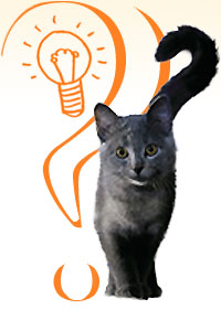 Ce chat se pose QUESTION ???