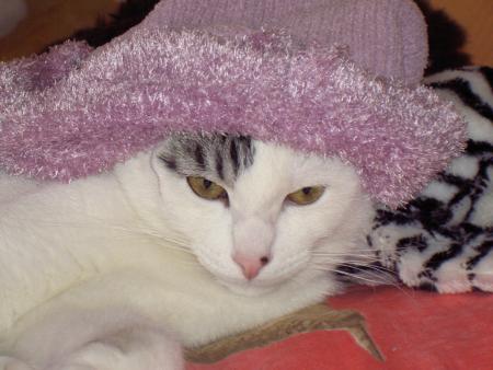 chaton ou chat?