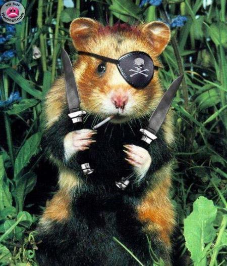 Joli le hamster