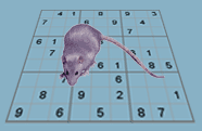 Un rat o sodoku